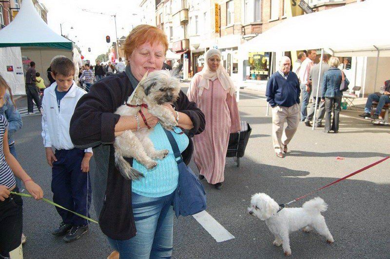 EVERE'DE 'EN GÜZEL KÖPEK' YARIŞMASI