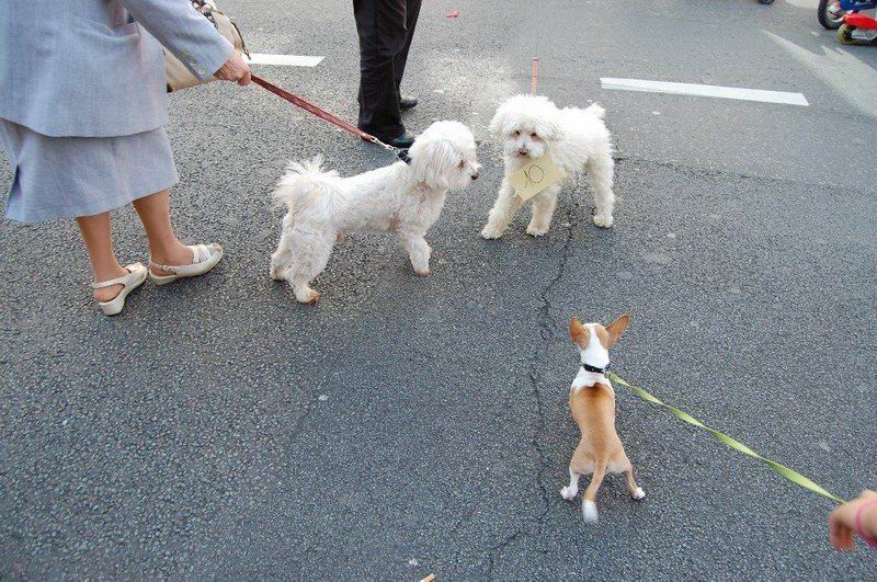 EVERE'DE 'EN GÜZEL KÖPEK' YARIŞMASI