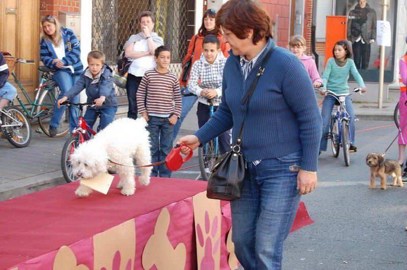 EVERE'DE 'EN GÜZEL KÖPEK' YARIŞMASI
